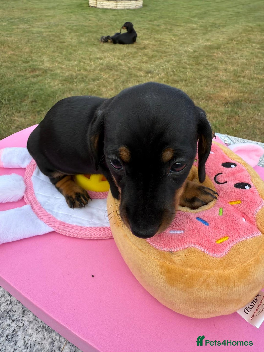 Miniature Dachshund dogs for sale: Miniature daschund puppies - Image 28
