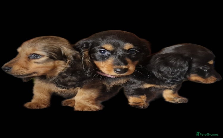 Miniature Dachshund dogs - Advert 12