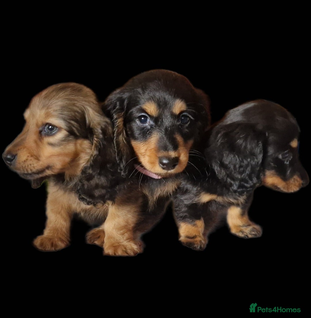 Miniature Dachshund dogs for sale: **READY ** KC REG LONG HAIR MINIATURE DACHSHUNDS - Image 1