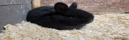 Mixed Breed rabbits for sale: 2 gorgeous babies bunnies available   - Advert 2