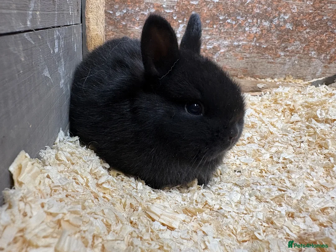 Mixed Breed rabbits for sale: 2 gorgeous babies bunnies available   - Advert 2