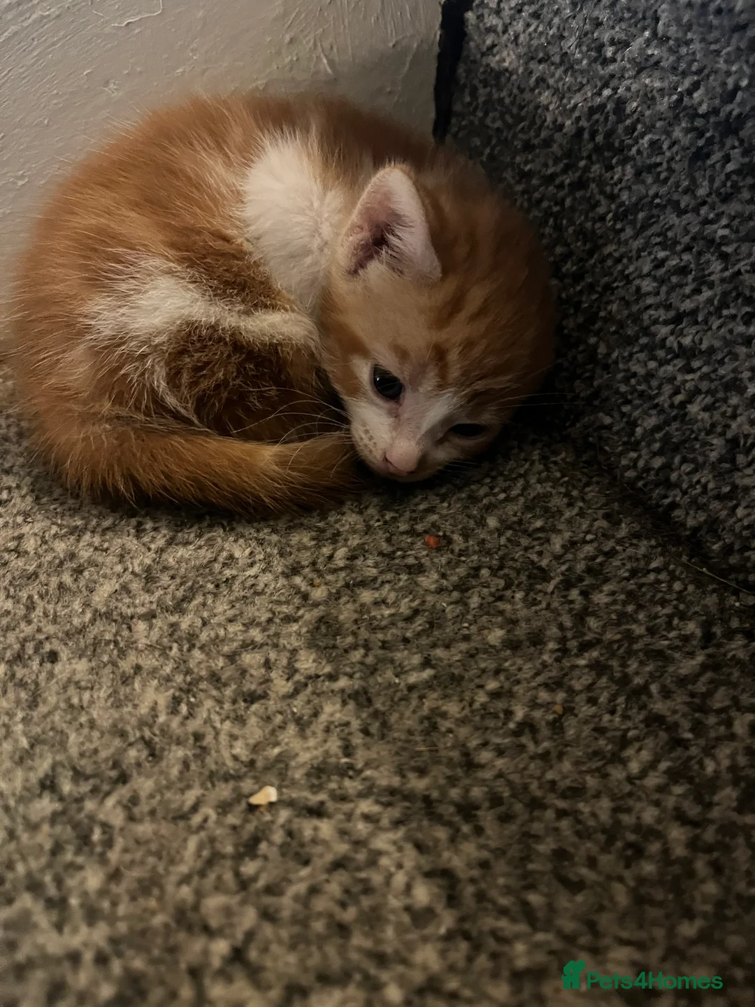 Mixed Breed cats for sale: 4 beautiful munchkin x kittens ready in 3/4 weeks  - Advert 2