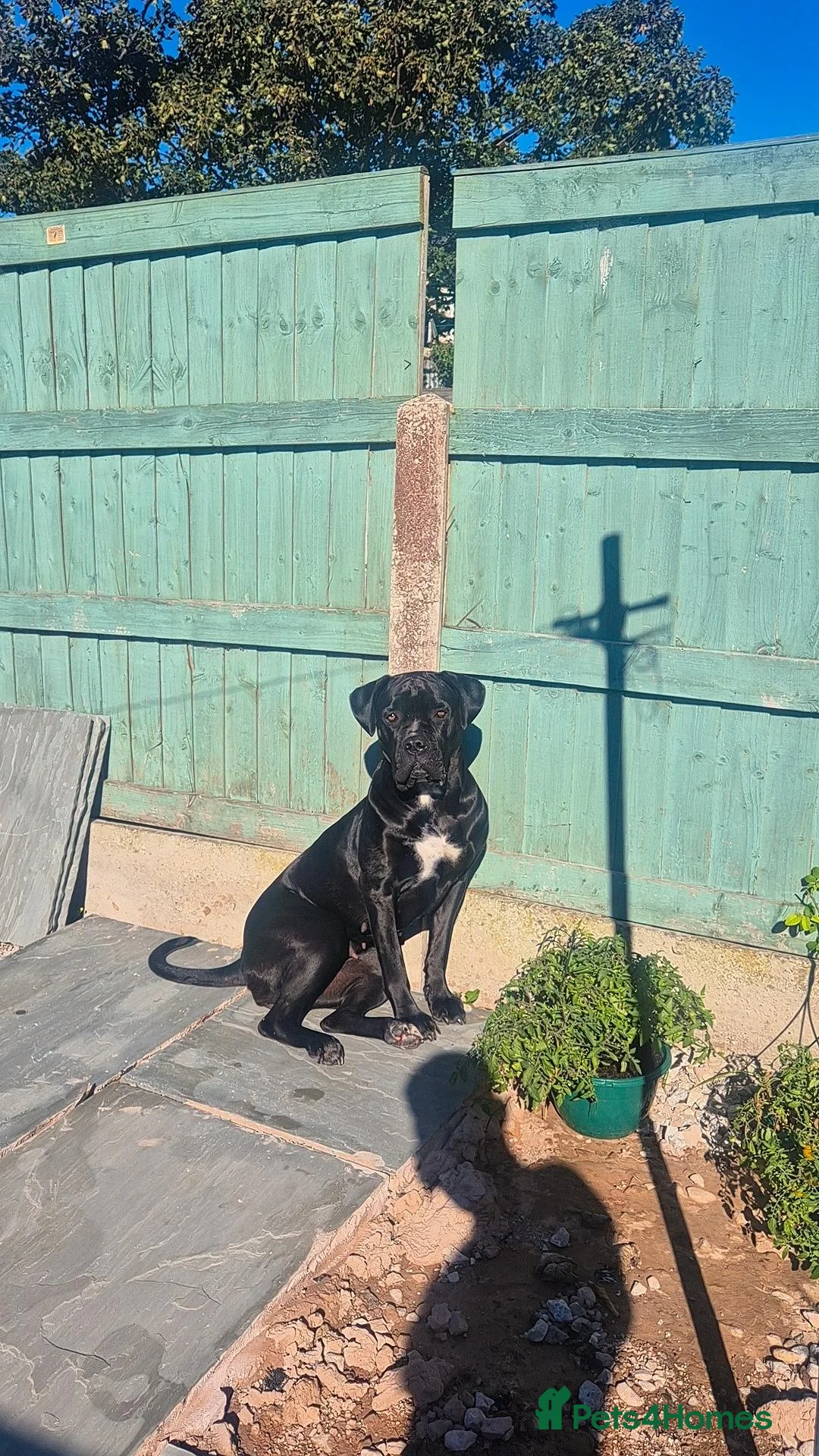 Mixed Breed dogs 12 Cane corso x Chowski royal canin fed - Advert 2