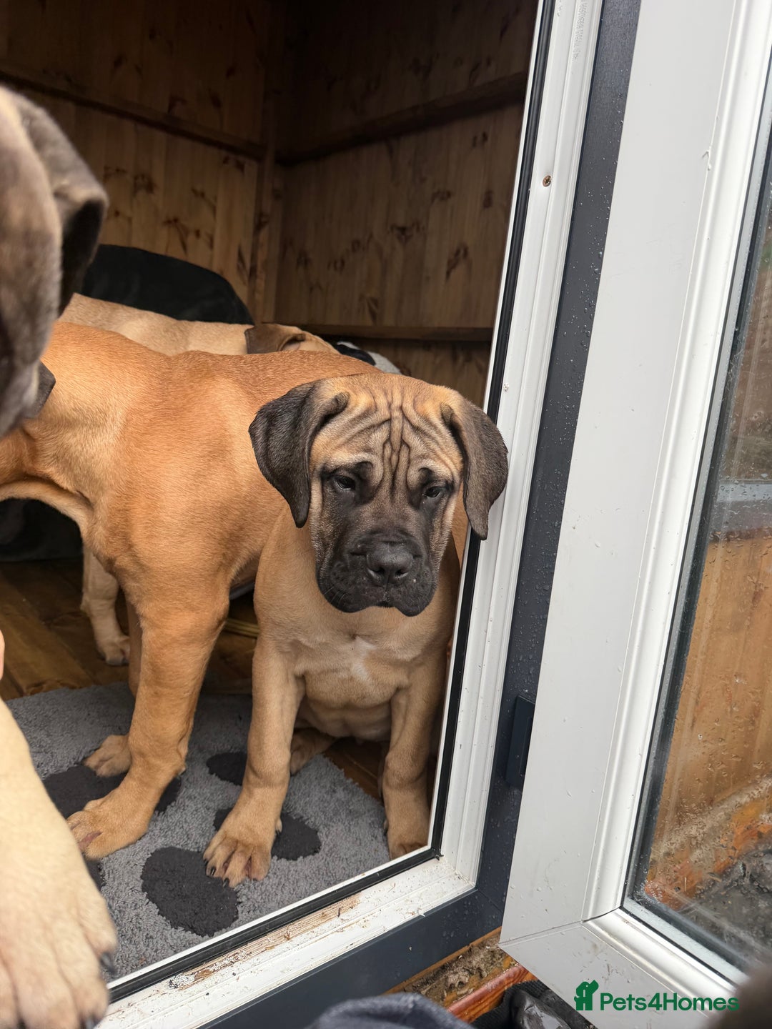 Bullmastiff dogs for sale: Bullmastiff - Advert 4