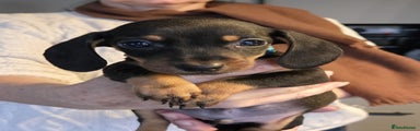 Miniature Dachshund Puppy 3