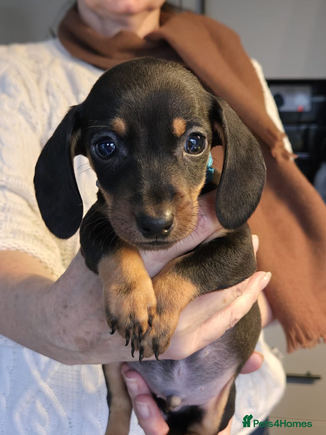 Miniature Dachshund dogs for sale: Miniature dashshund - Advert 6