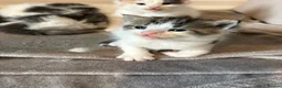 Mixed Breed cats for sale: Gorgeous Mainecoon x Bengal - Advert 7