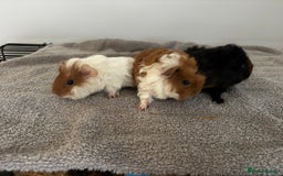 Guinea Pig rodents for sale: Baby guinea pigs for sale male and female ready  - Image 2