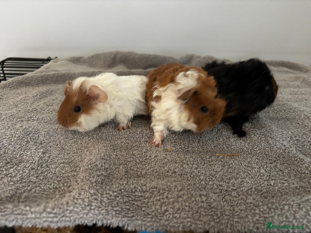 Guinea Pig rodents for sale: Baby guinea pigs for sale male and female ready  - Image 2
