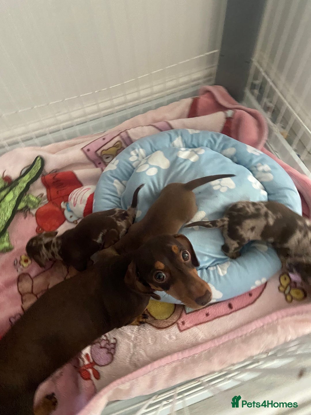 Dachshund dogs for sale: Kc fully health tested parents daxi boys - Advert 11