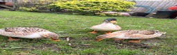 Ducks poultry for sale: Miniature Silver Appleyard Ducks – Semi Tame - Advert 3