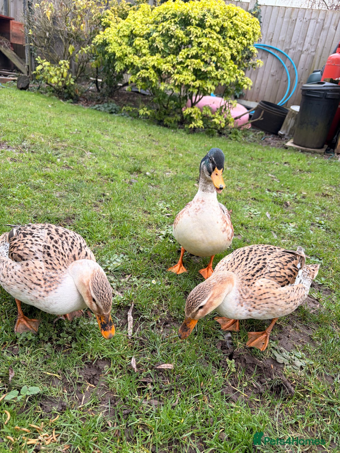 Ducks poultry for sale: Miniature Silver Appleyard Ducks – Semi Tame - Advert 3