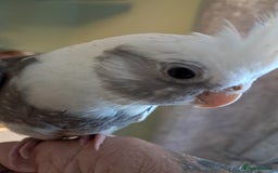 Cockatiels birds for sale: Hand reared baby cocktails very tame and ready  - Image 1