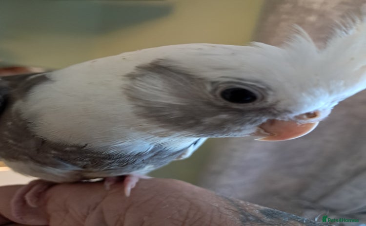 Cockatiels birds - Advert 1