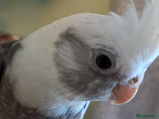 Cockatiels birds - Advert 20