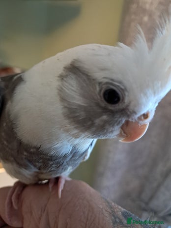 Cockatiels birds - Advert 3