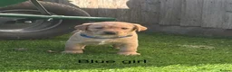 Labrador Retriever dogs for sale: Labrador puppies - Advert 6