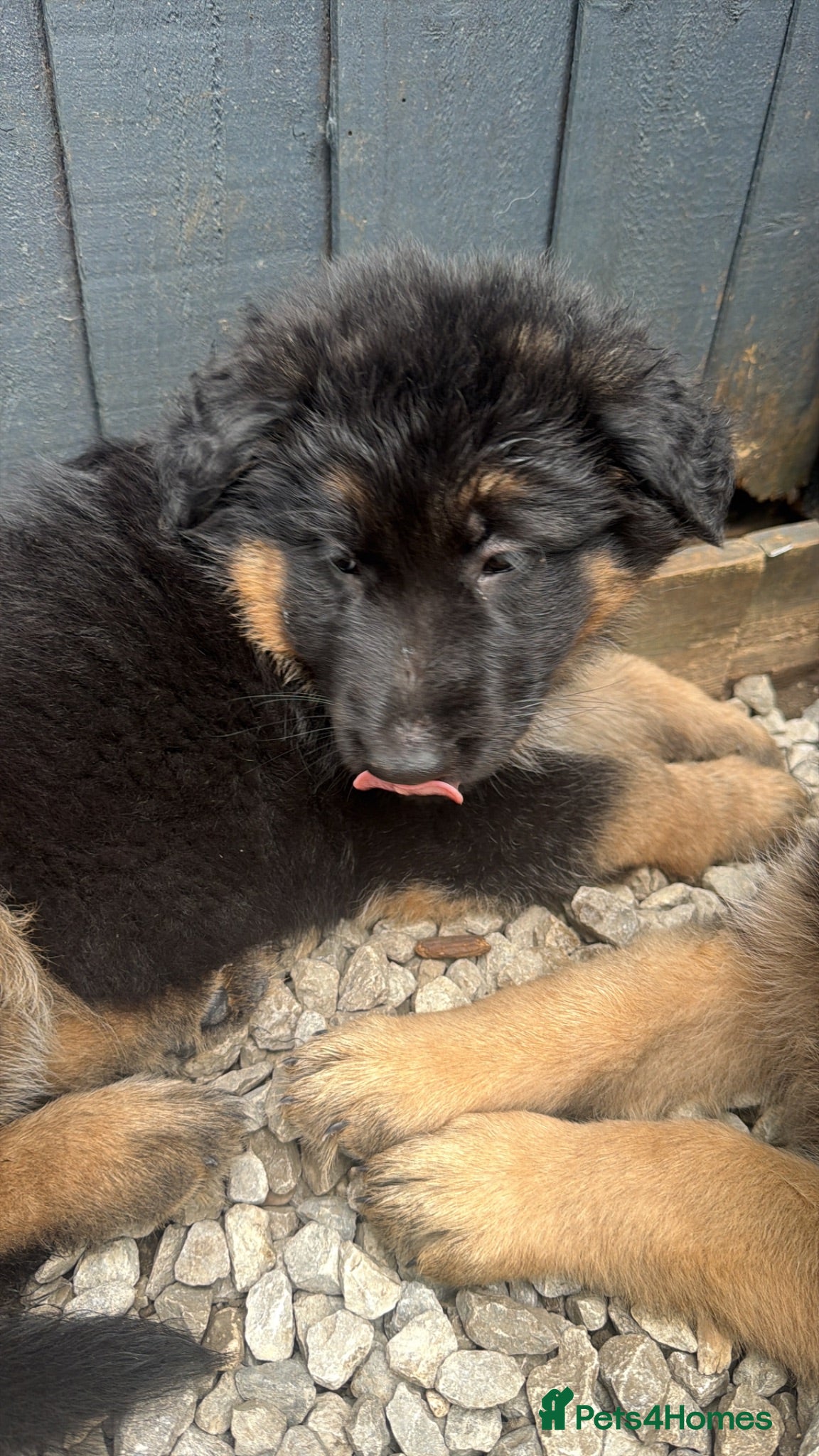 German Shepherd dogs German Shepherd Pups – Ready for Rehoming - Advert 2