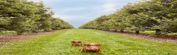 Cocker Spaniel dogs for sale: Pure Bred Red Cocker Spaniel Pups in Leominster - Advert 2