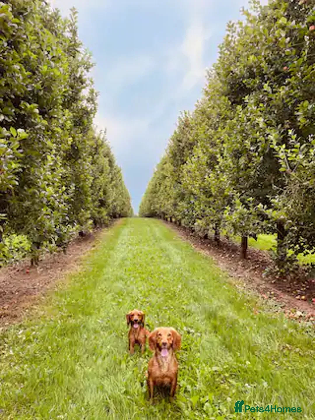 Cocker Spaniel dogs for sale: Pure Bred Red Cocker Spaniel Pups in Leominster - Advert 2