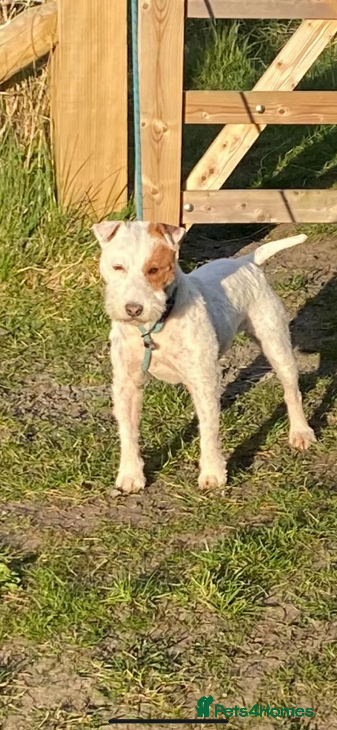 Parson Russell dogs for sale: Parson Russell pups  - Advert 8