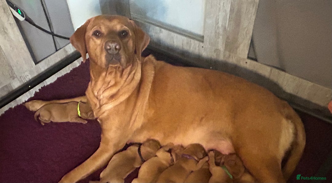 Labrador Retriever dogs for sale: 🐾 KC Registered Fox Red Lab Puppies 🐾 - Image 21