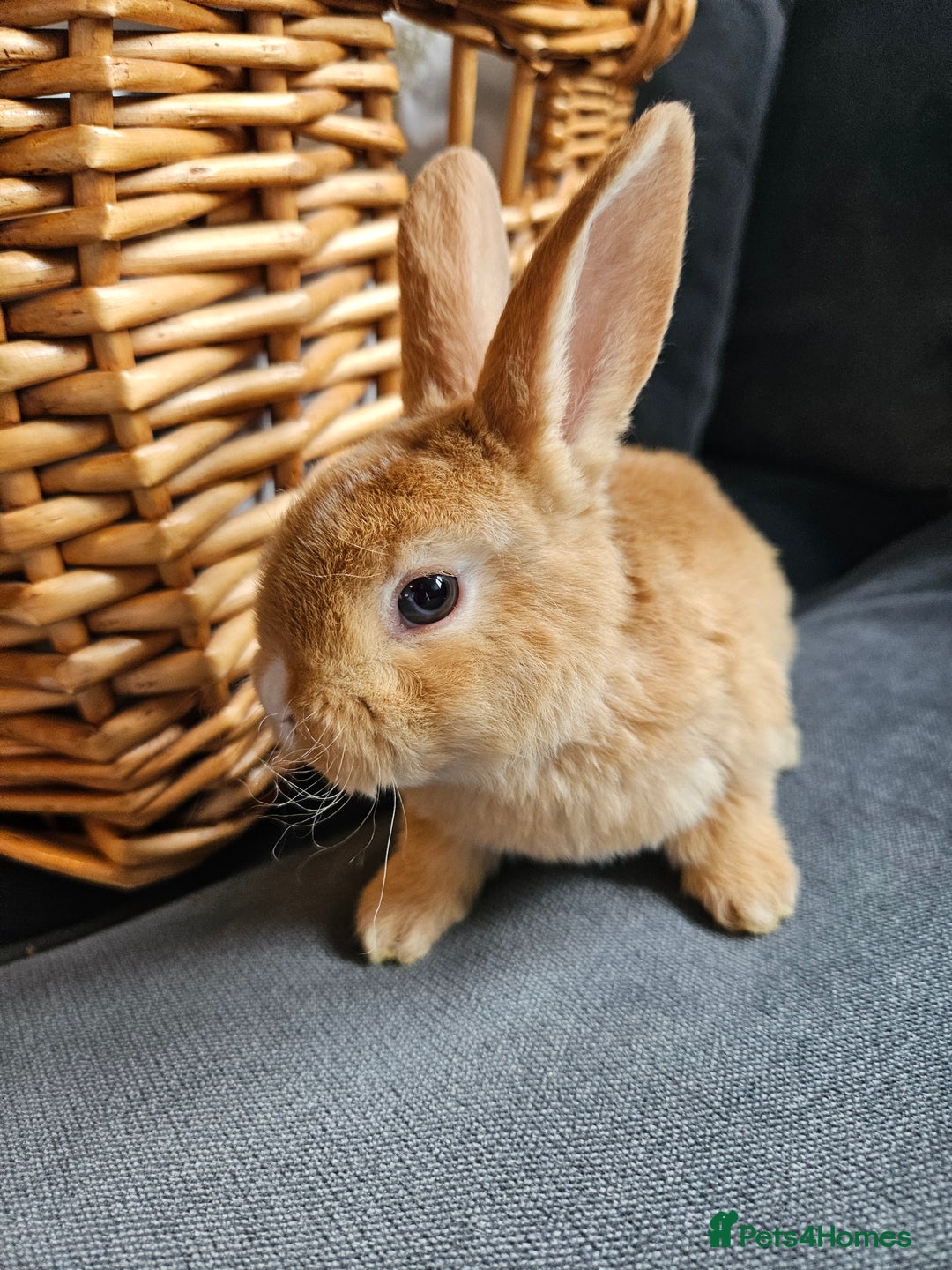 Mini Lop rabbits for sale: Red Rex x Mini Plush Lop - Advert 1