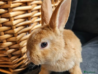 Mini Lop rabbits Red Rex x Mini Plush Lop - Advert 1