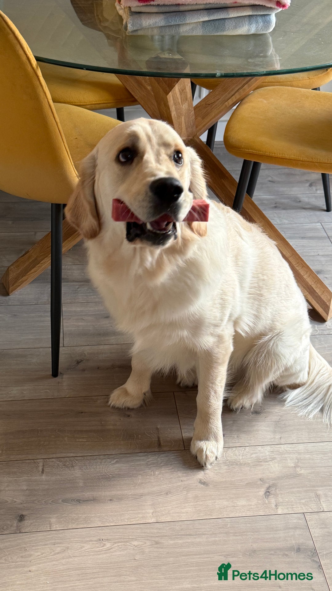 Golden Retriever dogs for sale: 11 month old Golden Retriever male  - Advert 2