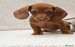 Dachshund dogs for sale: READY NOW  MINIATURE KC REG PRA CLR - Image 2