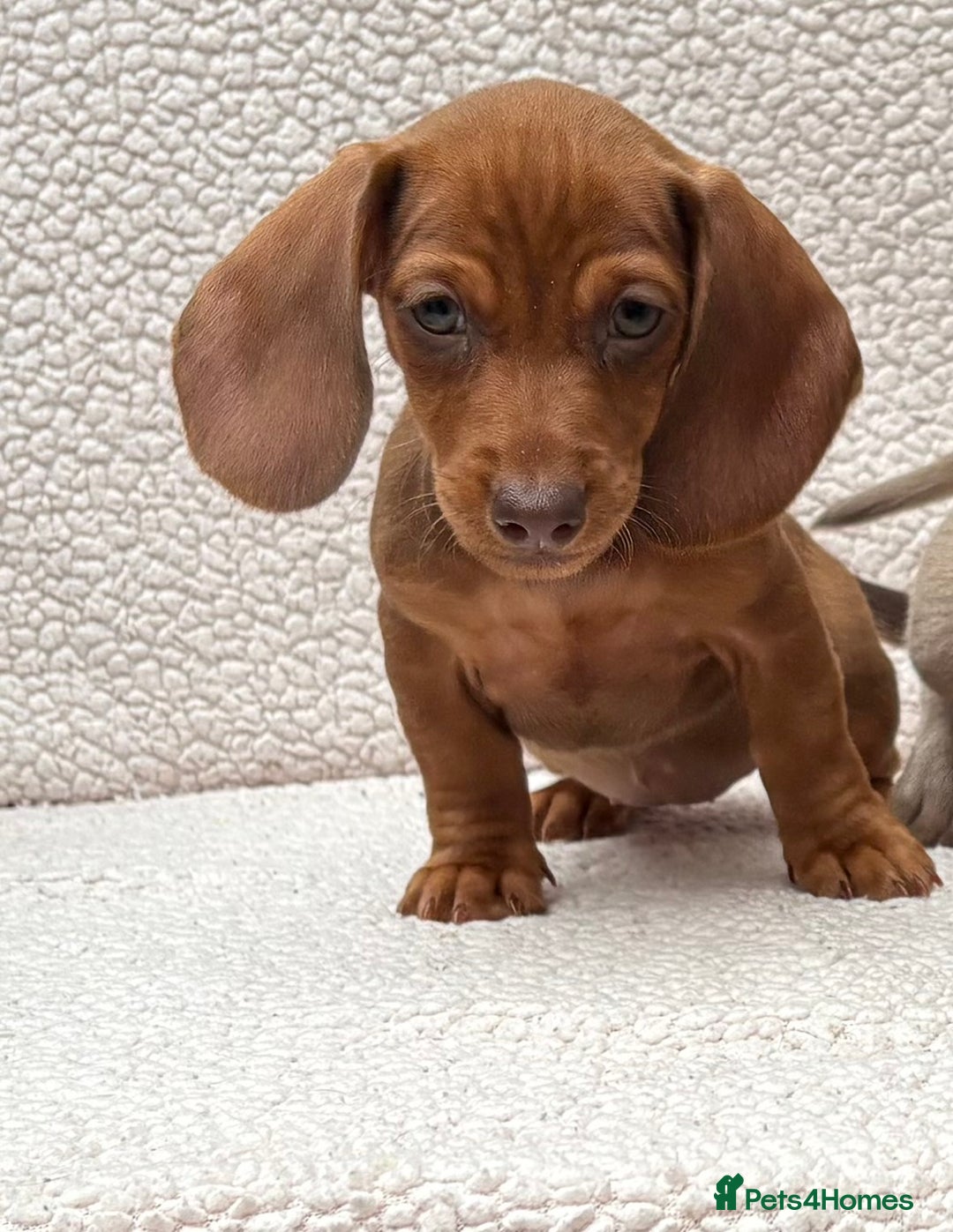 Dachshund dogs for sale: READY NOW  MINIATURE KC REG PRA CLR - Image 2