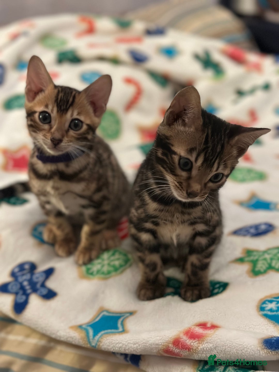 Bengal cats for sale: Beautiful Tica Bengal kittens - Advert 3