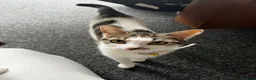 Mixed Breed cats for sale: 5 mixed kittens for sale - Advert 1