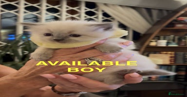 Ragdoll cats - Advert 7
