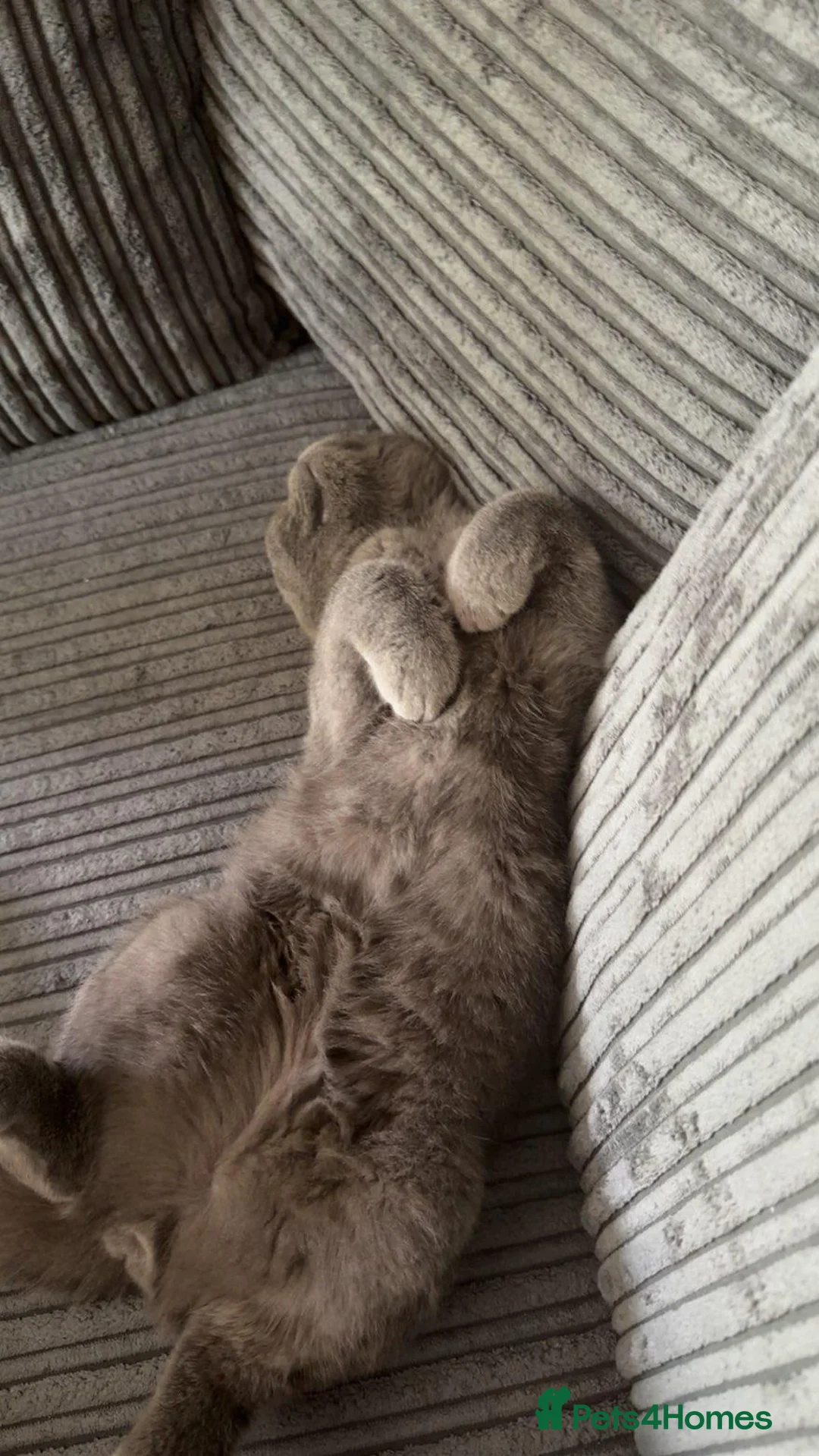 British Shorthair cats for sale: British shorthair boy  in Birmingham - Advert 2