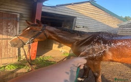 English Thoroughbred horses for sale: Super safe and easy mare  - Image 8