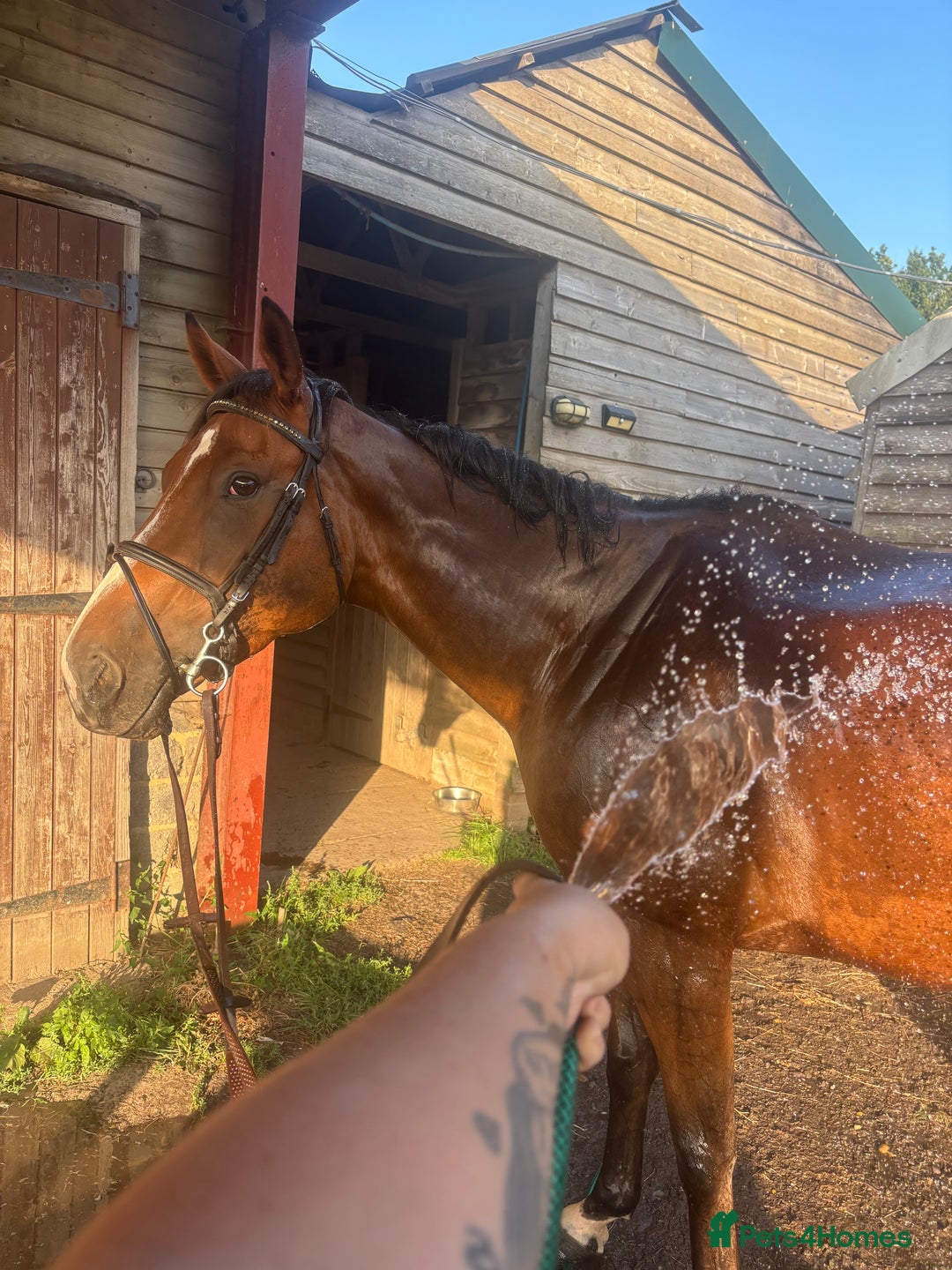 English Thoroughbred horses for sale: Super safe and easy mare  - Image 8