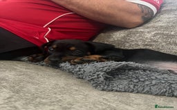 Mixed Breed dogs for sale: Miniature dachshund X French bulldog  - Image 28