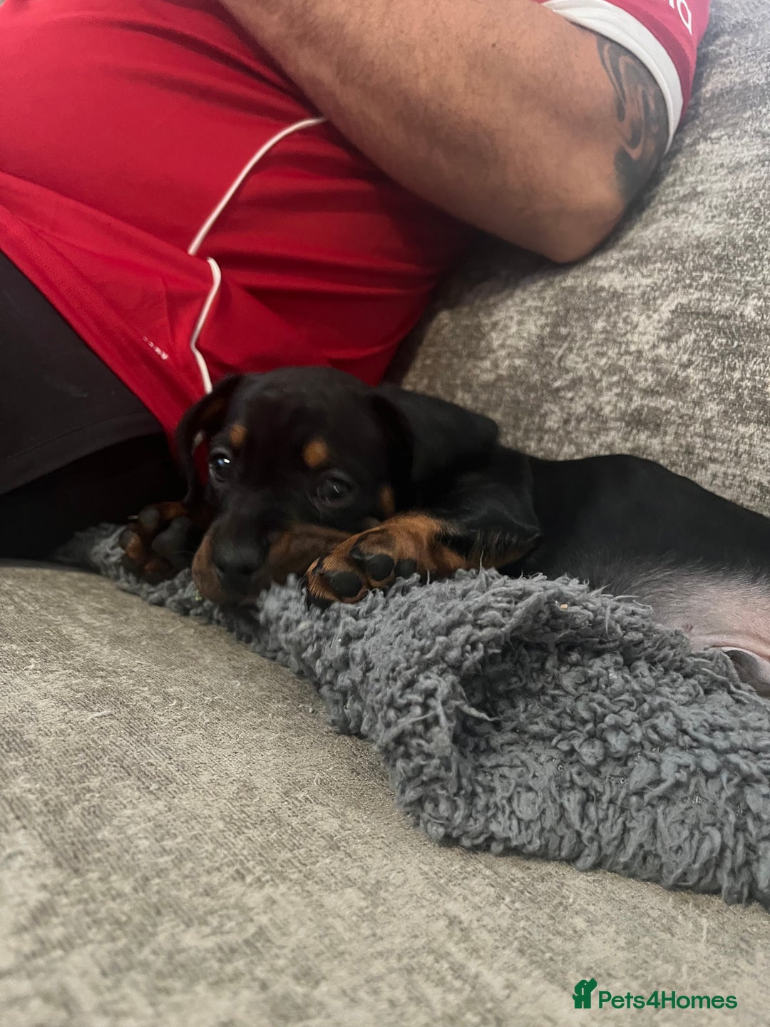 Mixed Breed dogs for sale: Miniature dachshund X French bulldog  - Image 28