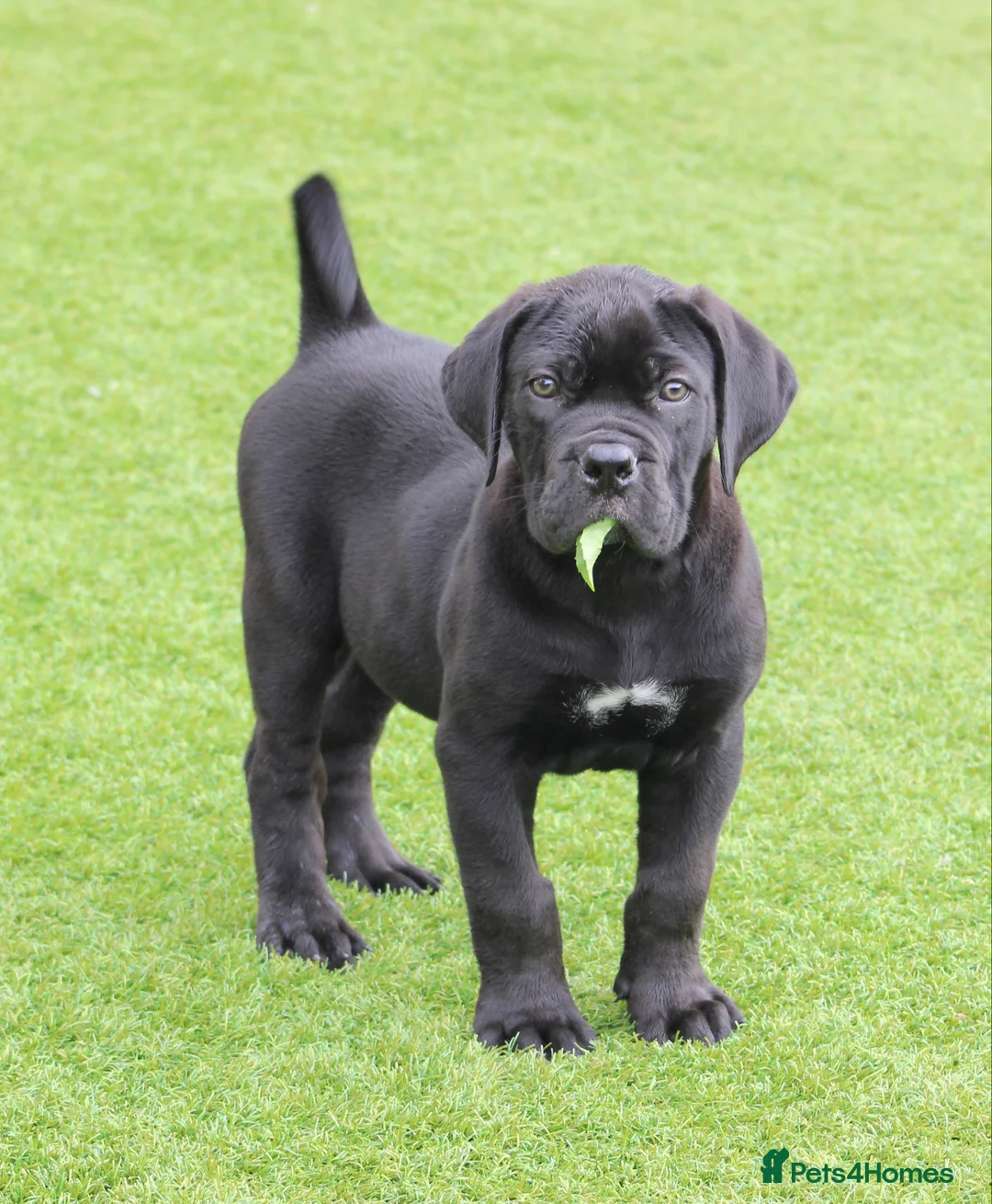 Gallery Image {{count}}