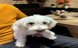 Bichon Frise dogs for adoption: Meet PACO - a Lovely little boy, for a Loving Home - Image 4