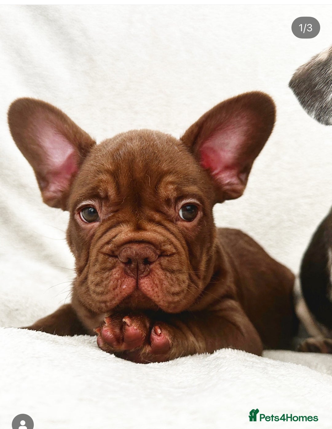 French Bulldog dogs for sale: Beautiful well bred, amazing temperament puppies - Advert 5