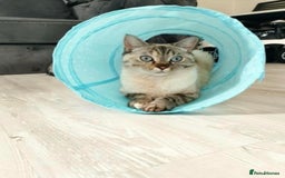 Scottish Fold cats for sale: Adorable playful scottish fold kittens  - Image 36