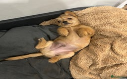Mixed Breed dogs for sale: X2 Dauchshund/ Pomeranian pups - Image 27