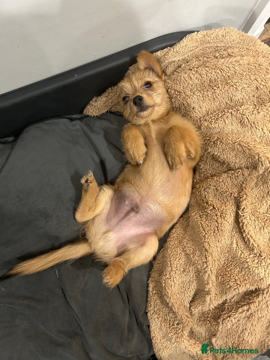 Mixed Breed dogs for sale: X2 Dauchshund/ Pomeranian pups - Image 27