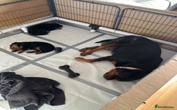 Rottweiler dogs for sale: Stunning KC registered Rottweiler pups  - Image 8