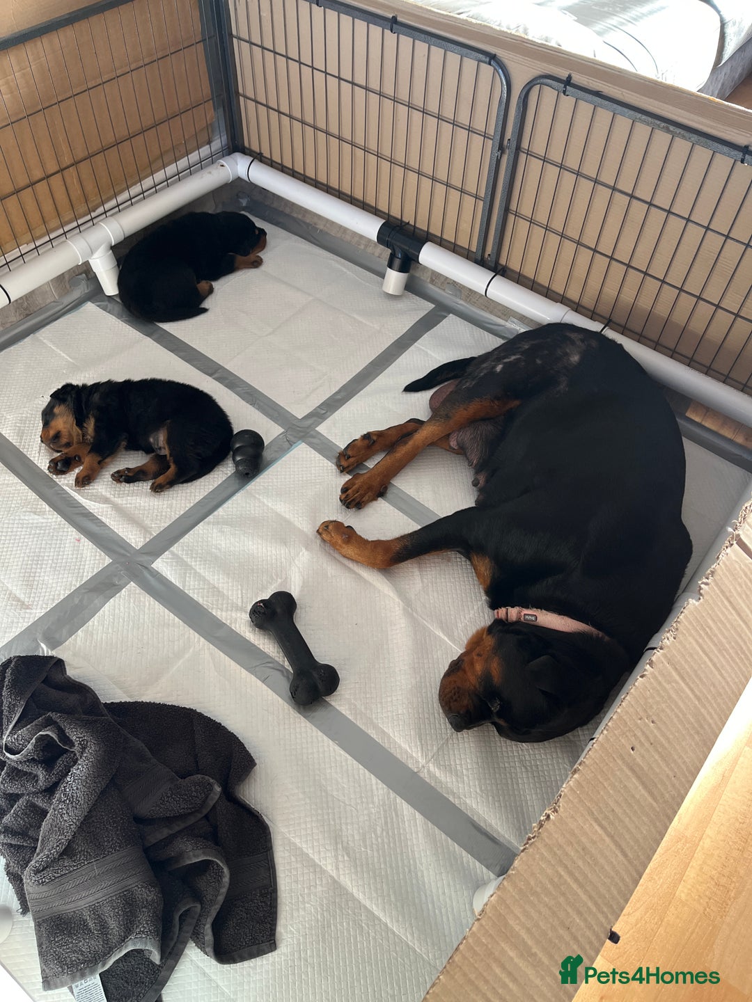 Rottweiler dogs for sale: Stunning KC registered Rottweiler pups  - Image 8