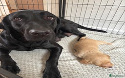 Labradoodle dogs for sale: 2 boys and 2 females - Image 8