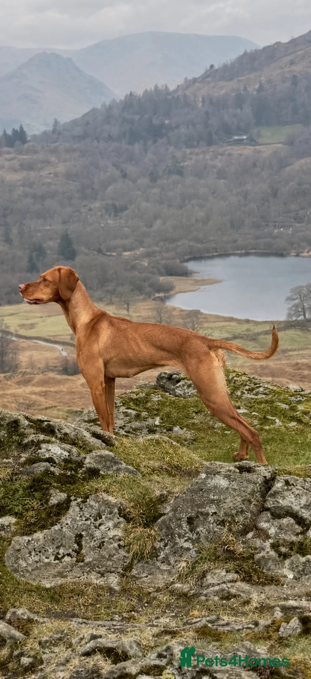 Hungarian Vizsla dogs for sale: Short haired Hungarian Viszla - Advert 6