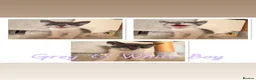 Mixed Breed cats for sale: 7 Playful Kittens - Advert 7